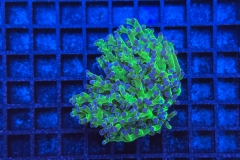 Euphyllia paradivisa