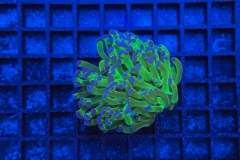 Euphyllia paradivisa