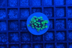 Alveopora 