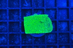 Montipora