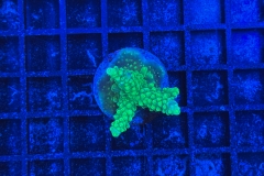 Acropora