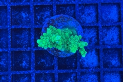 Acropora