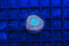 Goniastrea