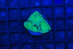 Goniastrea