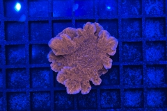 Montipora