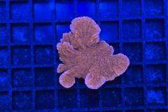 Montipora