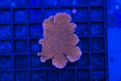 Montipora