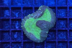 Symphyllia