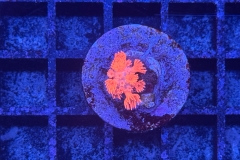Goniopora