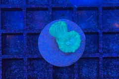 Caulastrea