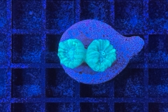 Caulastrea