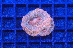 Acanthastrea bowerbanki