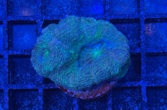 Acanthastrea bowerbanki