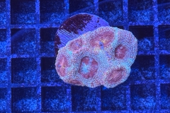 Acanthastrea bowerbanki
