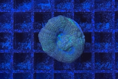 Acanthastrea bowerbanki