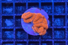 Acanthastrea lordhowensis