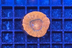 Acanthastrea bowerbanki