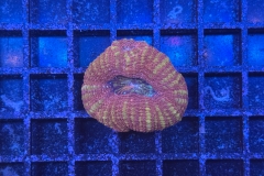 Acanthastrea bowerbanki