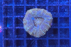 Acanthastrea bowerbanki