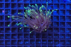 Euphyllia glabrescens