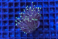 Euphyllia glabrescens