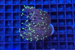 Euphyllia glabrescens