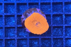 Acanthastrea bowerbanki