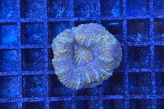 Acanthastrea bowerbanki