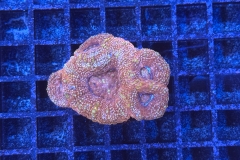 Acanthastrea bowerbanki