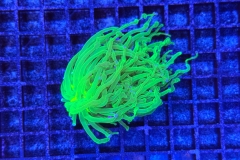 Euphyllia glabrescens