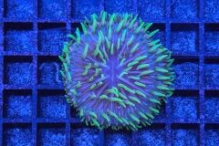 Fungia