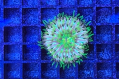 Fungia