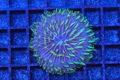 Fungia