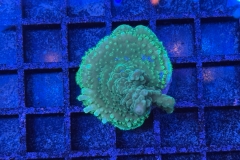 Acropora