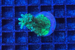 Acropora