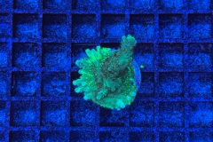 Acropora