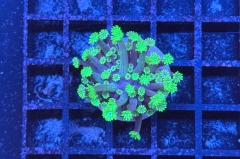 Alveopora 