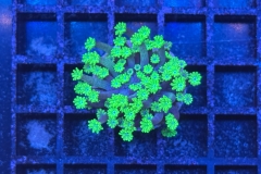Alveopora 