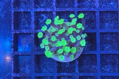 Alveopora 