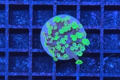 Alveopora 