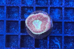 Goniastrea