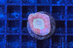 Goniastrea