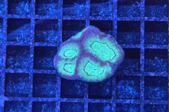 Goniastrea