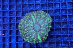 Cynarina lacrymalis