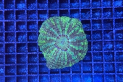 Cynarina lacrymalis