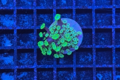 Alveopora 