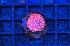 Goniopora