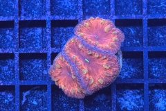 Blastomussa