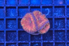 Blastomussa