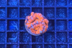 Acanthastrea lordhowensis